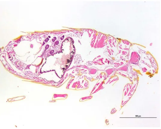 Illustration	3	:	Coupe	Histologique	de	C.	felis	HEx40