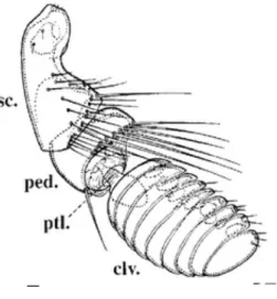 Figure	7	:	Antenne	de	puce	 (Brinck-Lindroth	and	Smit,	2007) .	 Légende	:	clv	:	massue	antennaire	;	ped	:	pédicelle	;	ptl	:	pétiole	;	sc	:	scape	basal	