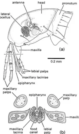 Figure	 9	 :	 Pièces	 buccales	 de	 la	 puce	 (Snodgrass,	 2018) .	 									
