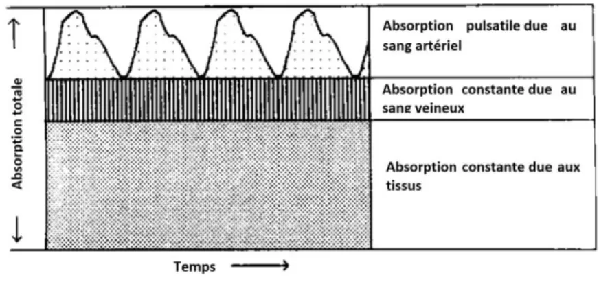 Figure 2 : Absorption selon les composants en fonction du temps (Alexander et al., 1989)  