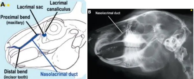 Figure 3 : Visualisation du canal naso-lacrymal sur un schéma de crâne de lapin (A) et sur une  radiographie de profil après injection d’un produit de contraste (B)