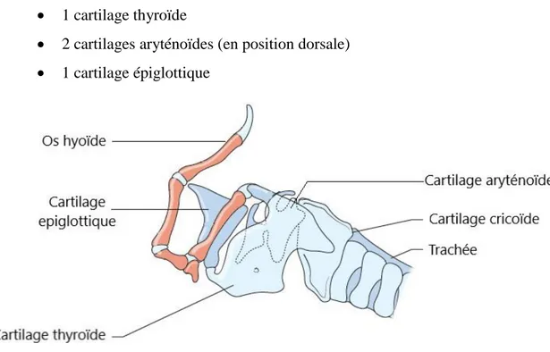 Figure 4 : Organisation du larynx des carnivores domestiques.  (D’après : Harvey &amp; Haar, 2017)  8