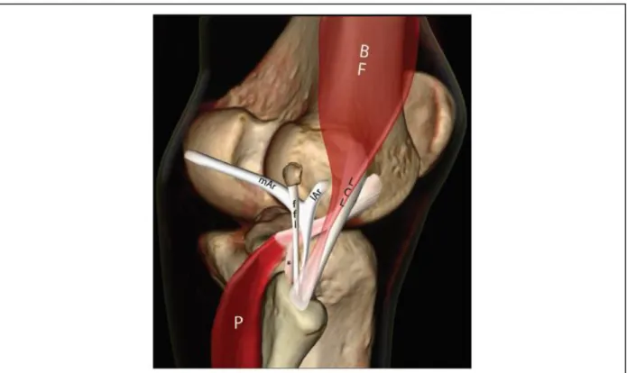 Figure 1 : Image informatique des composants du point d’angle postérolatéral du genou (d’après  Rosas, 2016) 
