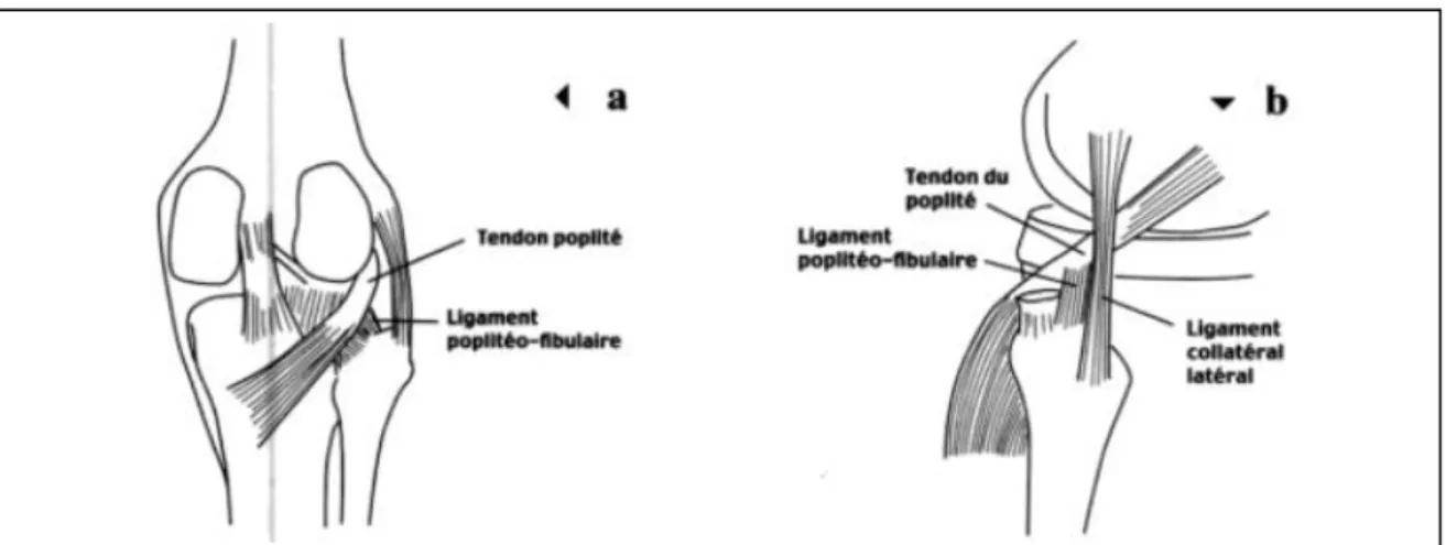 Figure 5 : Insertions ligamentaires sur la tête de la fibula (d’après Landreau et al., 2003)Figure 4 : Le complexe poplité a) en vue postérieure, b) en vue latérale (D’après Landreau et 