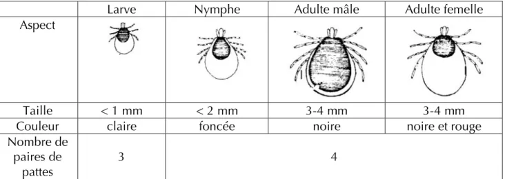 Tableau 1 : Différences morphologiques en fonction des stases (d'après Guetard, 2001) 