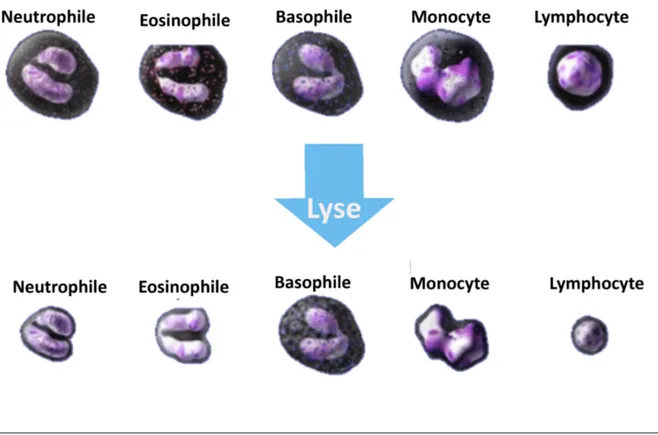 Figure 1 : évolution des globules blancs après la réaction avec le stromatolyser FB  (Sysmex corporation Singapour 2014) 