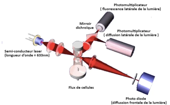 Figure 5 : Diagramme de dispersion du canal WBC- DIFF de l'analyseur Sysmex XT 