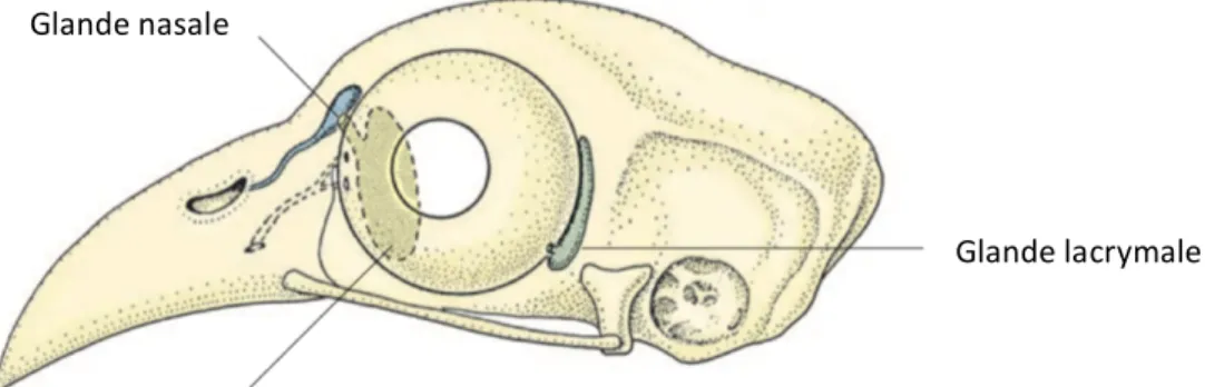 Figure 10 : Appareil lacrymal des oiseaux, exemple chez la poule (Gallus gallus var. 