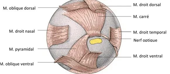 Figure  11  :  Aspect  postérieur  du  globe  oculaire  des  oiseaux,  avec  la  musculature  extrinsèque (König et al