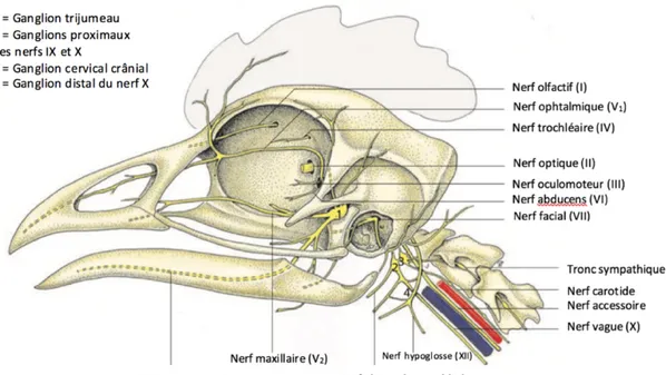 Figure 16 : Trajet des nerfs crâniaux principaux, exemple chez la poule (Gallus gallus 