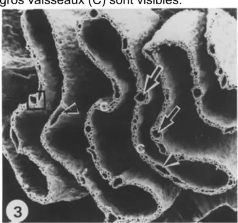 Figure  31  :  Vue  latérale  d’un  pli,  au  milieu  du  peigne,  au  microscope  électronique, chez un milan noir (Milvus 