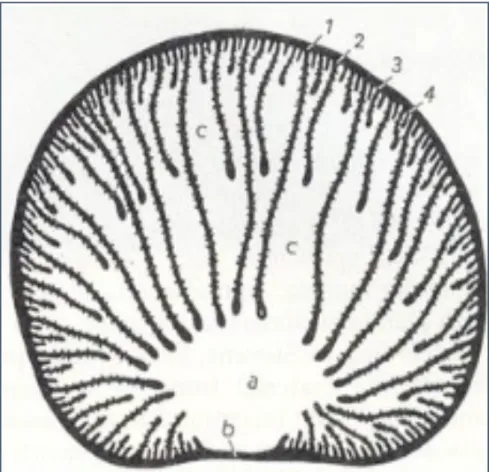 Figure	11	:	 COUPE	TRANSVERSALE	DE	FEUILLET	(Ferran,	2014)	