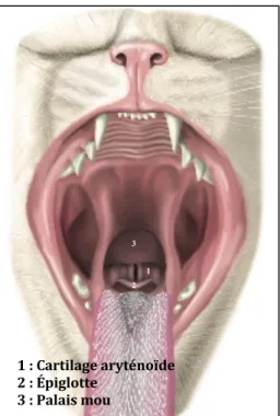 Figure	11:	Visualisation	directe	du	larynx	(d’après	ROBERTSON	ET	AL.,	2018)	