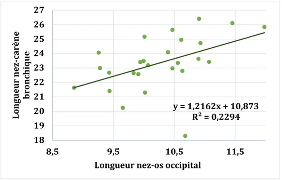 GRAPHIQUE	6 :	 LONGUEUR	NEZ-CARÈNE	BRONCHIQUE	EN	FONCTION	DE	LA	LONGUEUR	NEZ-OS	 OCCIPITAL	