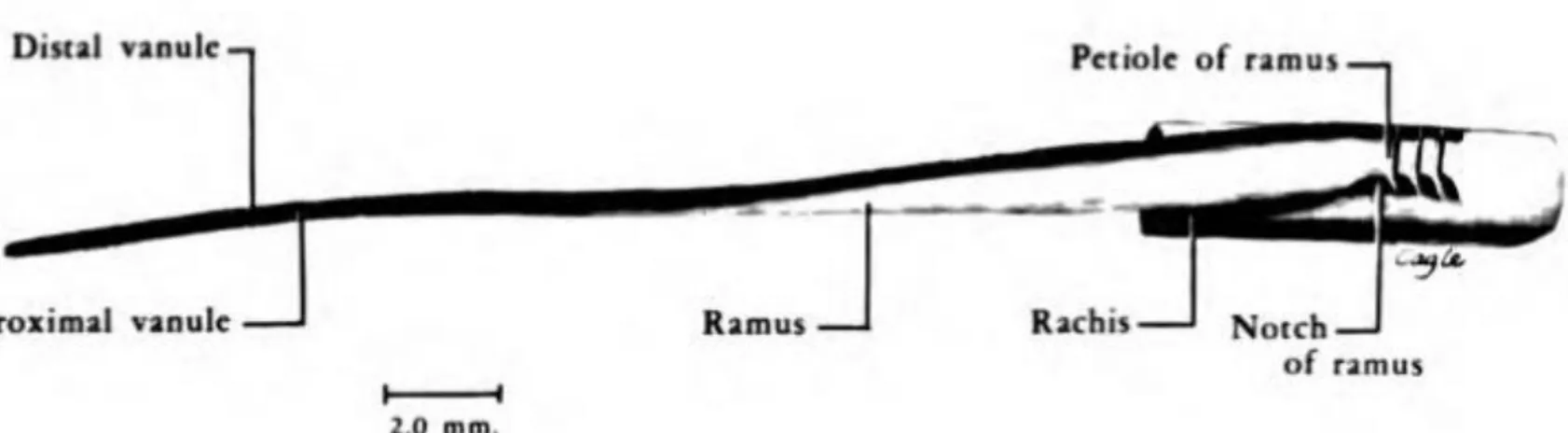 Fig. 4 : Vue latérale d’une barbe de la portion pénacée (d’après Lucas et  Stettenheim 1972 4 ) 