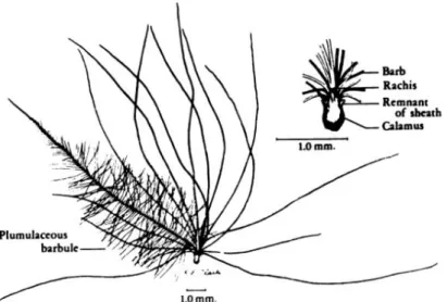 Fig. 6 : Morphologie d’une plume native de poulet. Une seule barbe est détaillée  avec ses barbules (d’après Lucas et Stettenheim 1972) 4 