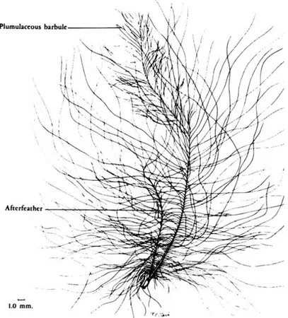 Fig. 7 : Morphologie d’une plume définitive de poulet. Une seule barbe est  détaillée avec ses barbules (d’après Lucas et Stettenheim 1972) 4 