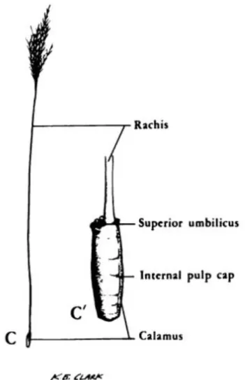 Fig. 9 : Morphologie d’une filoplume mature (d’après Lucas et Stettenheim 1972 4 ) 