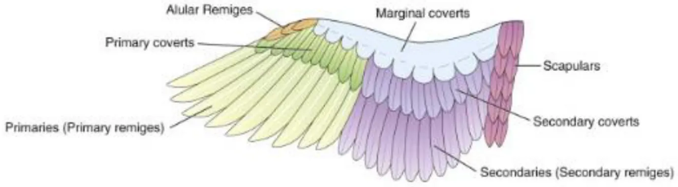 Fig. 10 : Représentation schématique de la pterylographie d’une aile de poulet en  vue ventrale (d’après Bennet et al