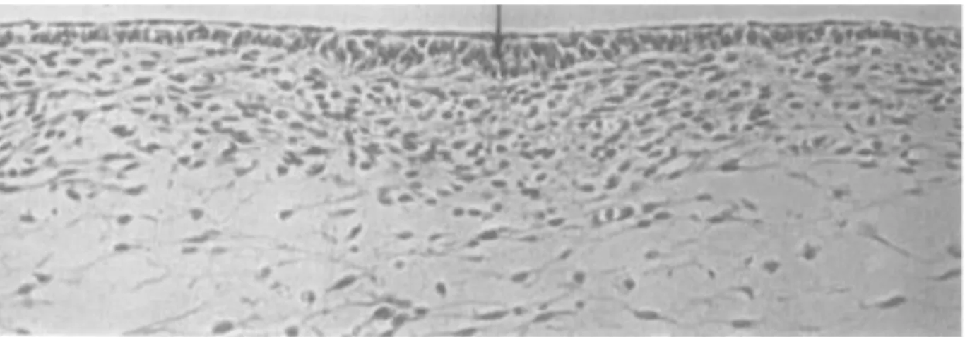 Fig. 12 : Coupe histologique montrant la mise en place de la placode épidermique.  Le centre du germe est marqué par la flèche noire