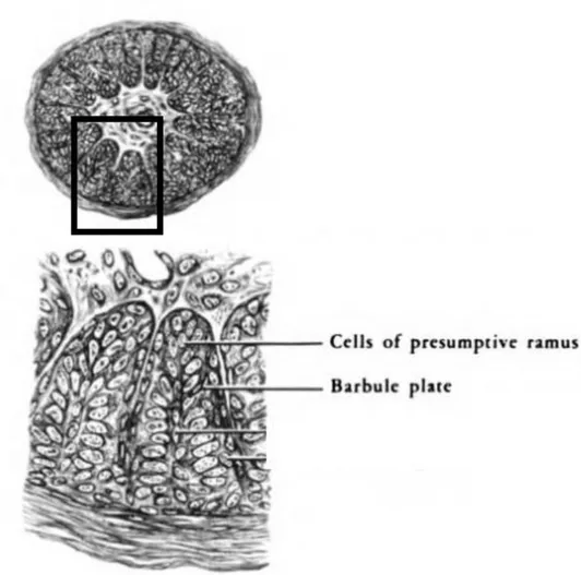 Fig. 15 : Représentation d’une coupe transversale de germe plumaire au 14 e  jour 