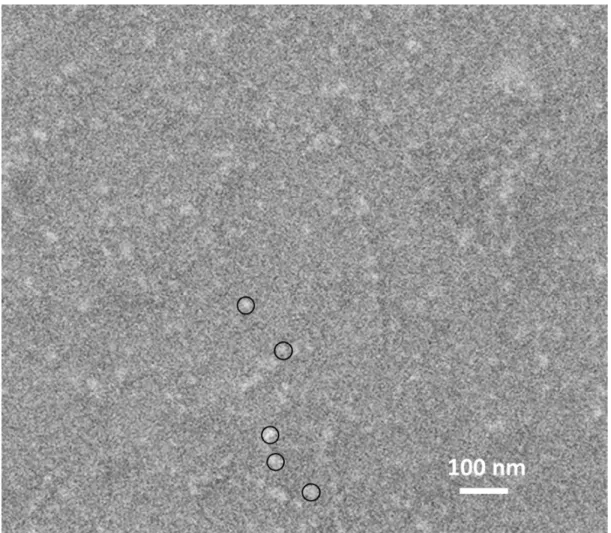 Figure S5. High magnification SEM image of 10 minutes deposited layer showing the microstructure of 