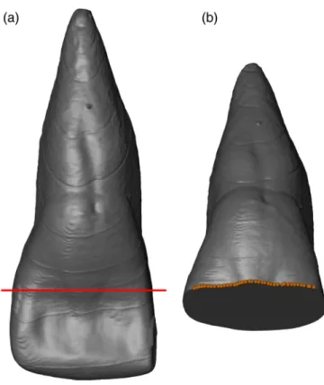 FIGURE 1 Position of the reference plane located at the midpoint of the crown, which was used to place the semilandmarks along the curve of the lingual aspect of the crown from the mesial to the distal side (b)