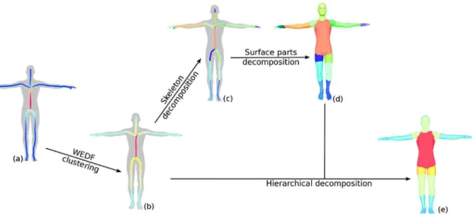Fig. 1. Pipeline of our hierarchical decomposition. Starting from a 3D shape and its curve skeleton, we compute a new measure called WEDF on the curve skeleton (a) and, by clustering WEDF values, we decompose the skeleton into hierarchical parts (b)
