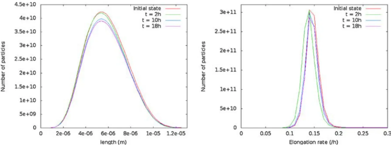 Fig. 5 – Distribution in length (left) and anabolism rate (right) toward steady-state