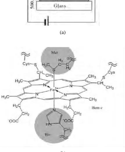 Figure 1.6:  The schematic view of the device structure an chemical structure  of  hem c (iron porphyrin) in cytochrome c