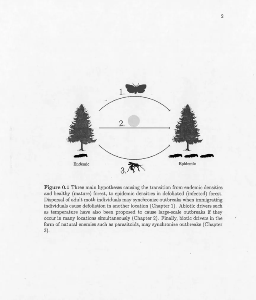 Figure 0.1 Three main  hypotheses  causing the transition  from endemie  densities  and  healthy  (mature)  forest,  to  epidemie  densities  in  defoliated  (infected)  forest