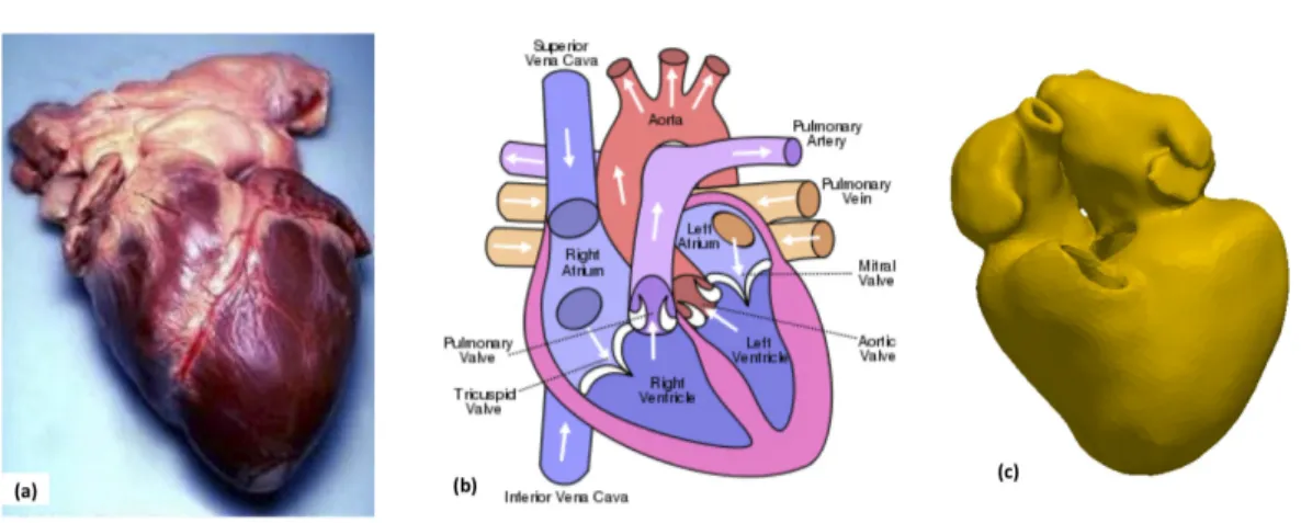 Figure 2.1: (a) Human heart, (b) Heart function (Images from Wikipedia) (c) Seg- Seg-mented whole heart model from SSFP MR images