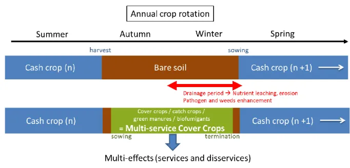 Figure 1.  Multiservice cover crops grown in fallow period instead of bare soil to provide services