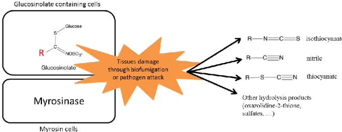 Figure 4.  Hydrolysis and main degradation products of glucosinolates including the biocidal  isothiocyanates.