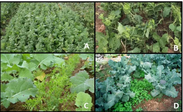 Figure 5.  Crucifer-legume mixtures used in diverse production systems. (A) Turnip rape - Egyptian  clover  cover  crop  mixture  in  France  (©  Antoine  Couëdel),  (B)  Pea  intercropped  with  canola  in  Australia  (©  John  Kirkegaard),  (C)  service 