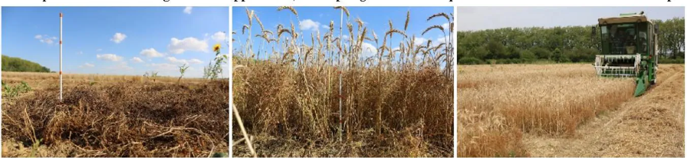 Fig.  2 (Left)  sole  cropped  lentil  and  (middle)  lentil-spring  wheat  intercrop  at  harvest,  and  (right)  mechanical 