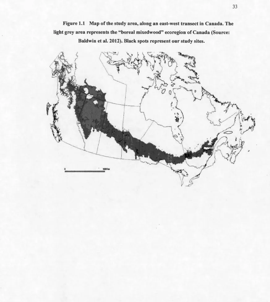 Figure 1.1  Map of  the  study area, along an east-west  transect in  Canada. The  light  grey a  rea  represents  the  "boreal  mixedwood "  ecoregion  of  Canada (Source: 