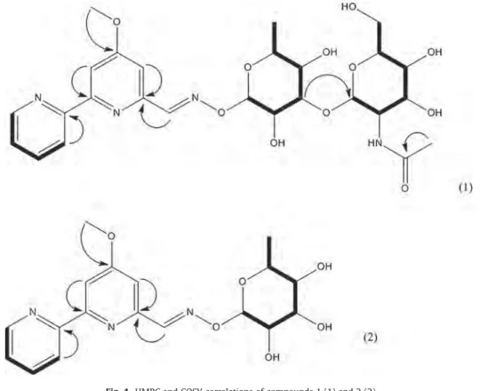 Fig. 4. HMBC and COSY correlations of compounds 1 (1) and 2 (2).