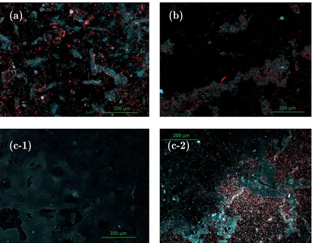 Figure 5. Epifluorescence pictures of surface samples after 24 h of experiment. (a) control-coated