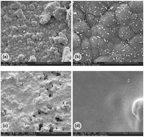 Figure 6. SEM images (secondary electron mode) of samples after 24 h of experiment. (a,b) SEM images