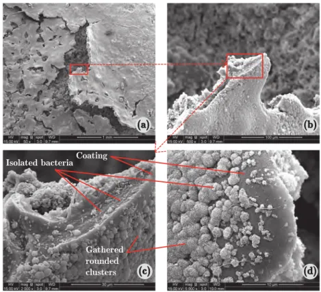 Figure 7. SEM images (secondary electron mode) of TiO 2 -coated samples irradiated with UV light for 24 h.