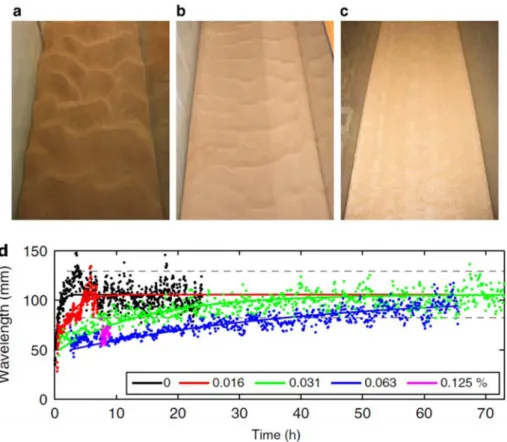 Fig. 8. E ﬀect of extracted extracellular polymeric substances (EPS) content on bedform morphology