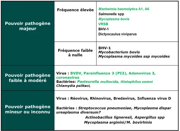 Tableau  1  :  Pouvoir  pathogène  des  différents  agents  respiratoires  bovins  démontré lors d’infections expérimentales