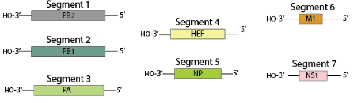 Figure 4 : Le génome du virus influenza D (193) 