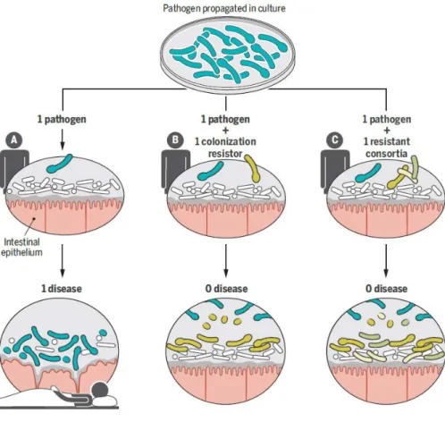 Figure  7  :  Résistance  de  colonisation.  (A)  selon  le  postulat  de  Koch,  un  agent  pathogène  peut  déclencher  une  maladie