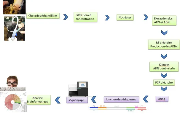 Figure  8  : Représentation  du  processus  de  préparation  des  échantillons  pour le séquençage NGS métagénomique du virome respiratoire