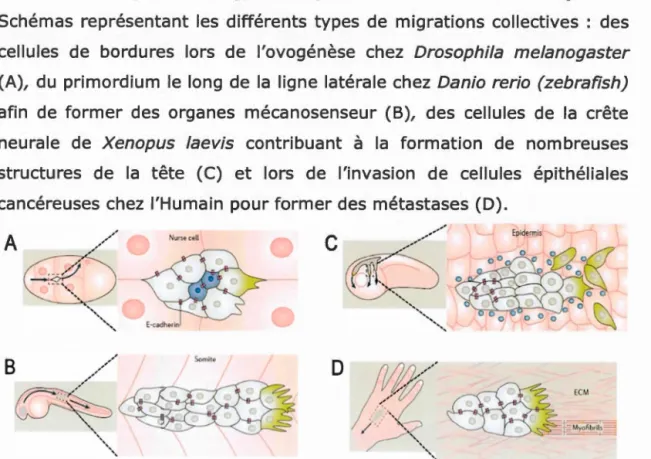 Figure  8.  Migration  collective  chez  Drosophila  me/anogaster, 