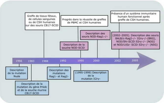 Figure  2  :  Chronologie  de  la  production  de  différentes  souches  de  souris  immunodéficientes  utilisées  pour  la  transplantation de cellules ou tissus humains (5, 46)