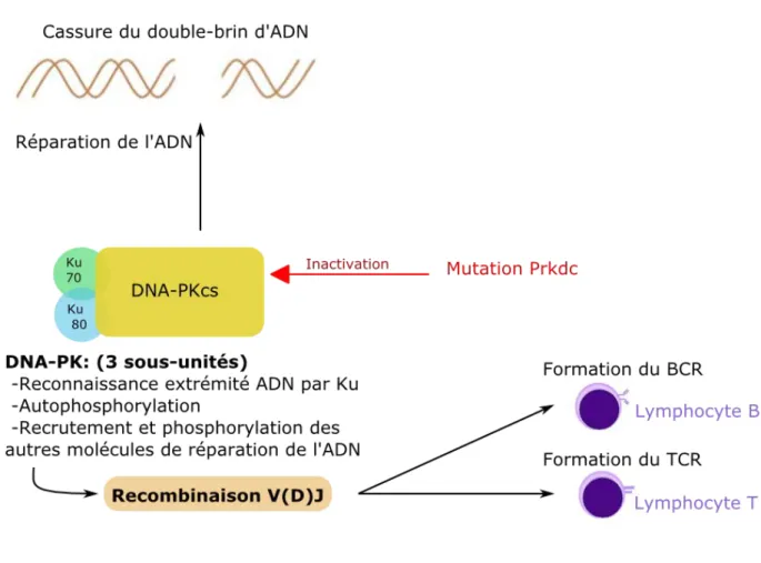 Figure  3  :  Représentation  schématique  du  rôle  de  DNA-PK  dans  la  maturation  des  lymphocytes  (4,  5,  32)  