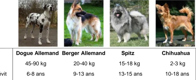 Figure 1 : Longévité de 4 chiens en fonction de leur poids adulte  (Kaeberlein, Creevy, Promislow 2016) 